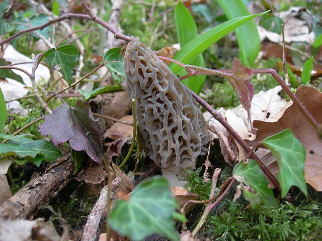 Il Tempo delle Morchelle